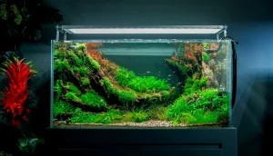 Keeping Your Aquascape Crystal Clear