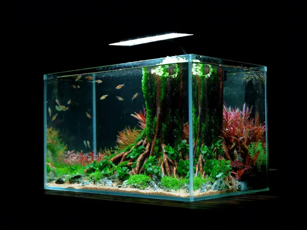 Upright Driftwood Majesty product video